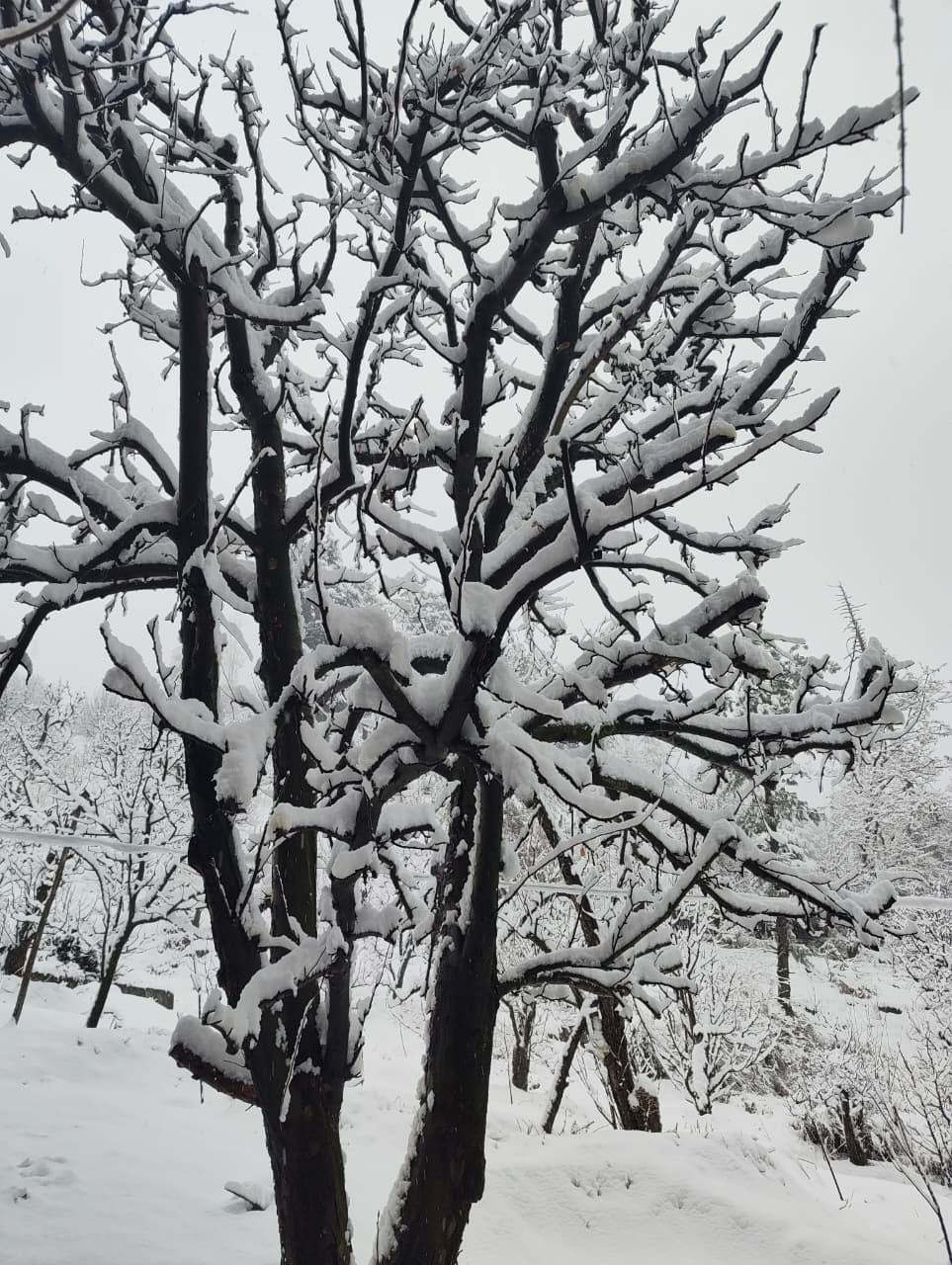 Snow-laden deodar tree