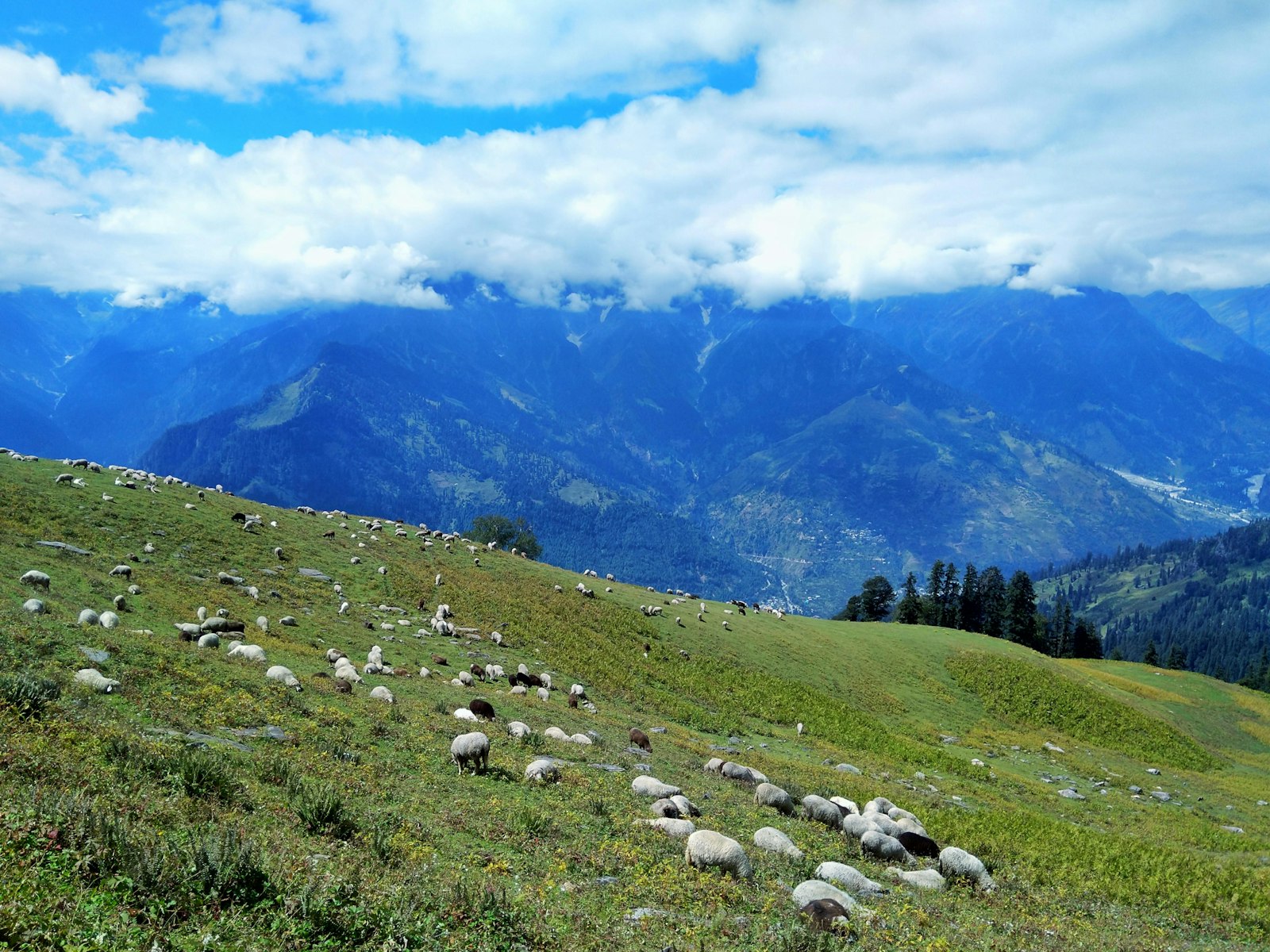 Sheep grazing on the green hillside above the Kullu valley
