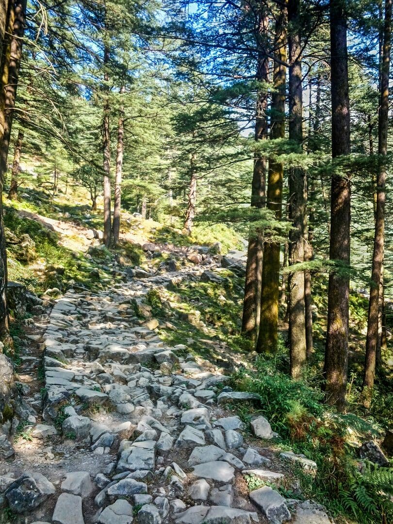 Stone-paved trail through deodar forest above Naggar
